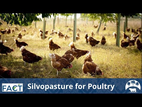 Silvopasture for Poultry