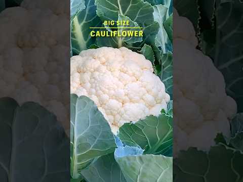 Organic Gardening / Harvesting Big Size Cauliflower From My Terrace #youtubeshorts #cauliflower