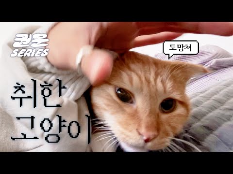 마취가 덜 깬 고양이의 치열한 탈출쇼 | 슬기로운 집사 생활 3 [권운 시리즈 고양이 키우기]