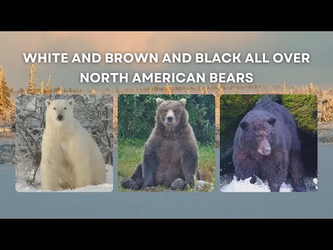 White and Brown and Black All Over - North American Bears | Tundra Connections