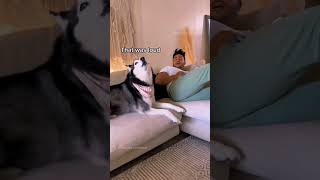 #animals #funnyvideos #funny #pet #dog #cat #laugh #cute #dogsoftiktok #catsoftiktok #fyp #foryou