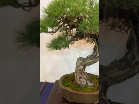 97th Kokufu Bonsai Exhibition. #bonsai #bonsaijapan #bonsaiexhibition #bonsaijapanese