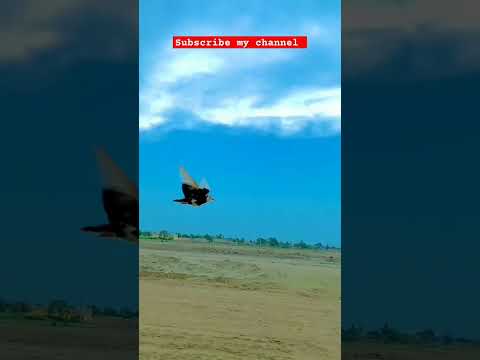 Pigeon race with motorcycle #beautiful #pigeon #kabootar #pigeonwings #birdspecies#shorts #bird