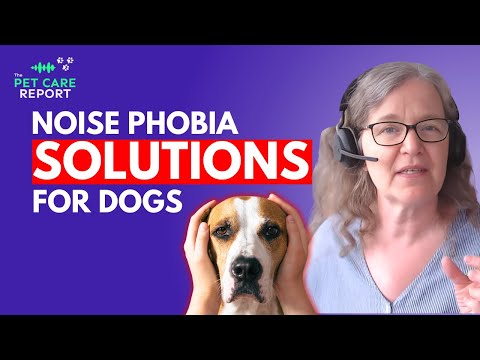 Noise Phobia: How to Help Dogs with Sound Sensitivities