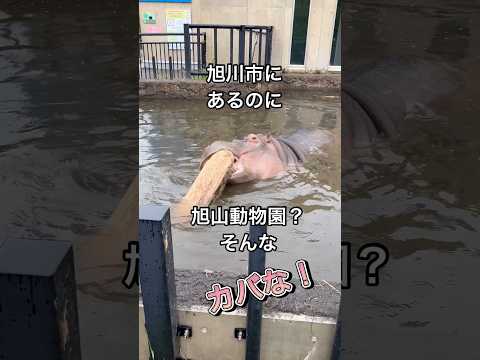 旭川市にあるのに旭山動物園！？#shorts#日本#北海道#旭川市#旭山動物園#水族館#動物園#旅行#家族旅行#子連れ