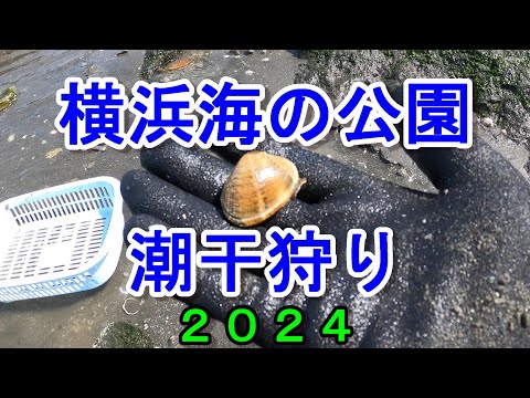 横浜海の公園潮干狩り 2024