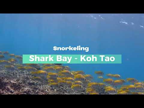 [4K] Snorkeling at Shark Bay - Koh Tao