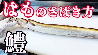 【鱧（はも）のさばき方】超わかりやすく解説します Japanese fish market and washoku Japanese cuisine