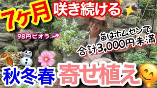 【寄せ植え】秋から春まで半年以上も楽しめる寄せ植え😊/ ¥98ビオラが大活躍✨/ 花はギュッと寄せて、周りを〇〇で囲むだけ！重要なのは○選びだけ/ 苗は全てホームセンターで揃います🌸【ガーデニング】