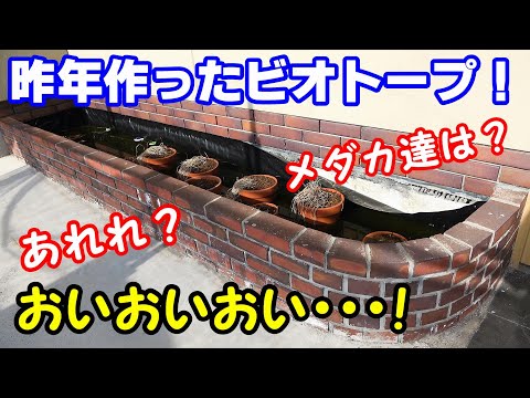 春だ！メダカだ！大集合！　え？【メダカのビオトープ】＃ミユキメダカ　＃ビオトープ