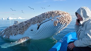 The white whale had parasitic clams on its body and asked the old man to help it