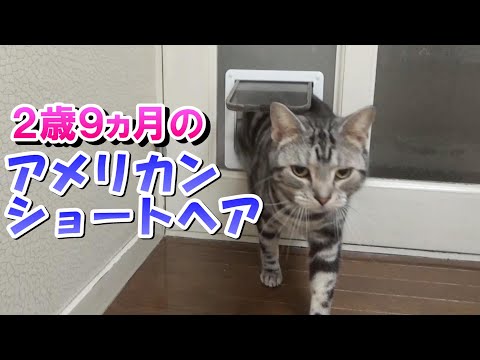 ２歳９ヵ月の様子（アメリカンショートヘア）