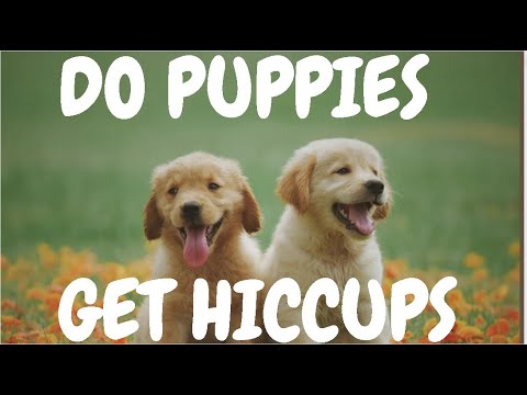 Do Puppies Get Hiccups