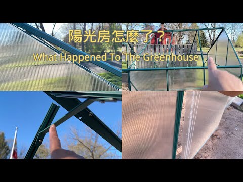 【園藝】大風過後，新建的暖房變成啥樣了？｜看看我四月的花園有哪些花開了｜What Happened To The New Greenhouse｜April Garden Tour