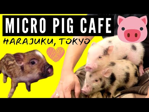 Harajuku's Hidden Gem: A Mini Pig Cafe in Tokyo Japan