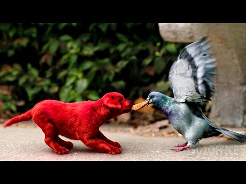 The CUTEST Red Puppy EVER | Clifford The Big Red Dog Best Puppy Scenes 🌀 4K