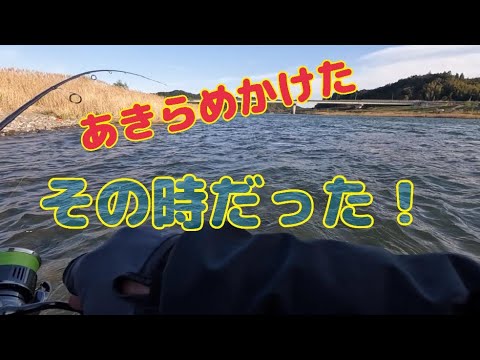 本流アメゴ(アマゴ)  増水チャンス！