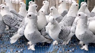 Amazing fancy pigeon varieties & Breeding fancy pigeons || fancy pigeon name - Satinette pigeons