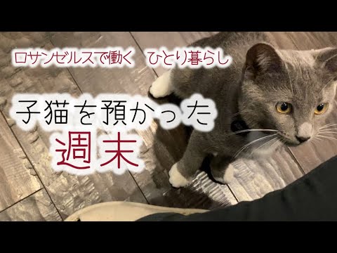 娘の猫と過ごしメロメロになった一人暮らし【ロサンゼルス生活30年会社員】