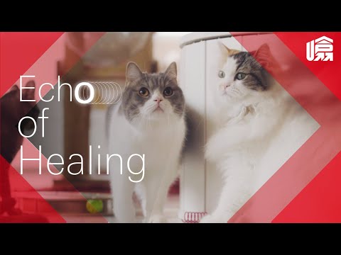 【Echo of Healing 貓咪Café 篇 – Directed by @SUCHhk】｜#HSBC噏 #EchoOfHealing