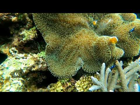 米原クラブ番外編 - 石垣島桴海