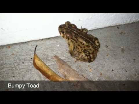 Bumpy Toad