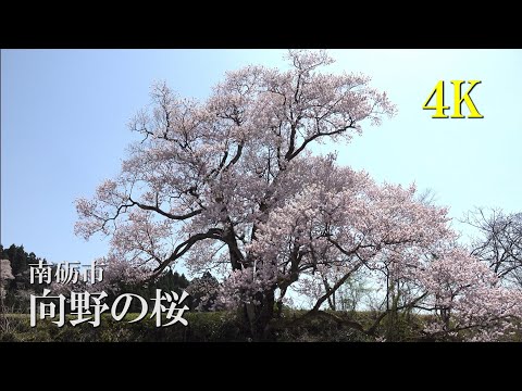 【4K】向野の桜　4Kで魅せる富山の桜2022