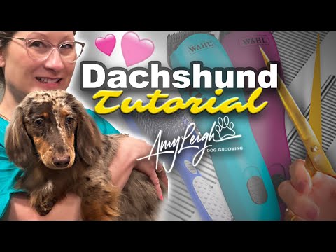 Grooming a Long Haired Dachshund not shaving