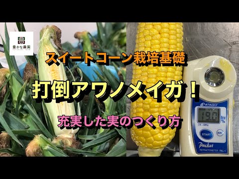 【豊かな農園⑩】スイートコーン アワノメイガ対策 充実した実のつくり方