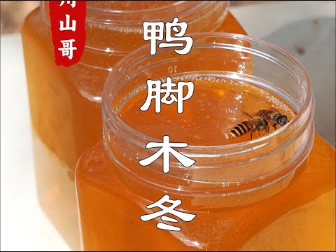 What kind of honey is appropriate? Chaoshan people like to drink winter honey.