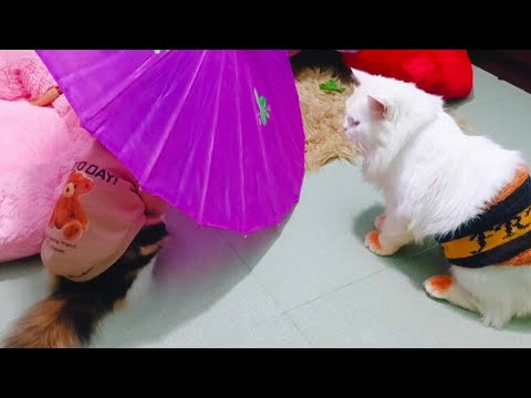 Playing with cats will cure your depression