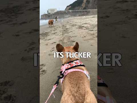 My dog thought he saw @TuckerBudzyn and LOST HIS MIND!!!  #dog #frenchbulldog #goldenretriever