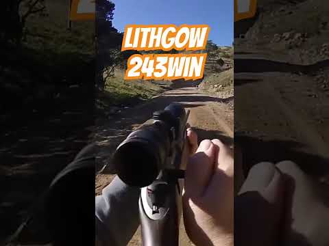 Lithgow LA102 243win #ozziereviews #lithgow #243 #shooting #gun #rifle #firearms #australianmade