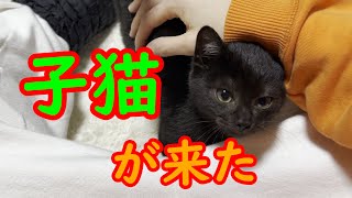 【保護/子猫】保護した黒猫がとんでもない甘えん坊でした