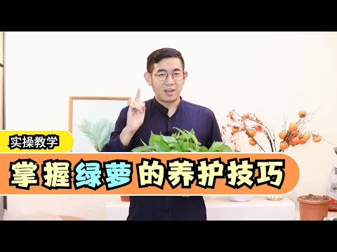 绿萝怎么养？园艺师教你，轻松学会养绿萝！