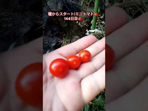 種からスタート!ミニトマト🍅144日目🍅 #shortsfeed #種から育てる #家庭菜園 #ミニトマト栽培