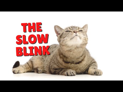 The Feline Slow Blink | Two Crazy Cat Ladies