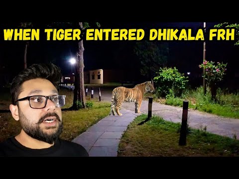 When Tiger entered Dhikala FRH | Scary moments in Dhikala | Jim Corbett National Park