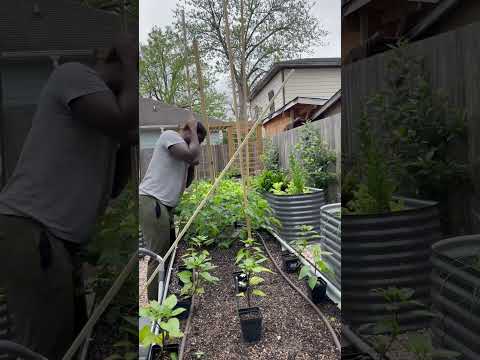 One Stem Secret: Unlock the Ultimate Tomato Staking Method!