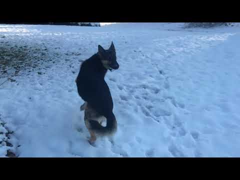 Ep129 German Shepherd fetching a ball in the snow!