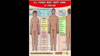 All Human body parts Name in English !! #viral #shorts #humanbody #bodyparts