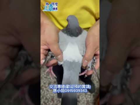 ［已交流］參賽大北區高水準鴿底！二羽第三關失格十分鐘內歸返，特別分享，不要錯過！