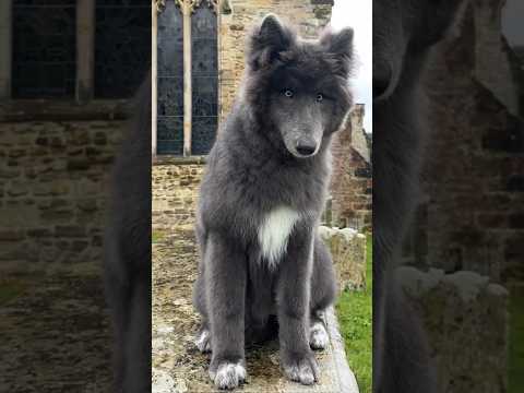 Scary Wolf in Graveyard