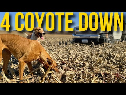 Coyote Hunting With Fast Dogs on New Ground! (Amazing Catches)