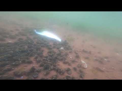 A huge number of snails move in the water.