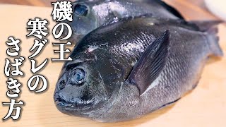 磯釣りの王者「寒グレ(メジナ)」の捌き方と刺身の作り方