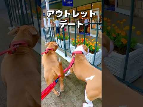 AMERICAN PITBULL  father and son walking in Outlet 💕