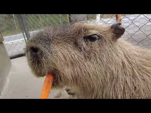 カピバラに野菜(トリアスふれあい動物園) #カピバラ