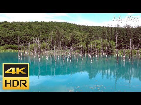 [4K HDR] 美瑛 白金青い池を散策 / Strolling around Shirogane Blue Pond in Biei (Hokkaido, Japan)