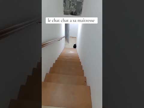 le chat chat a sa maîtresse #cat #catlover #catsoftiktok #shorts